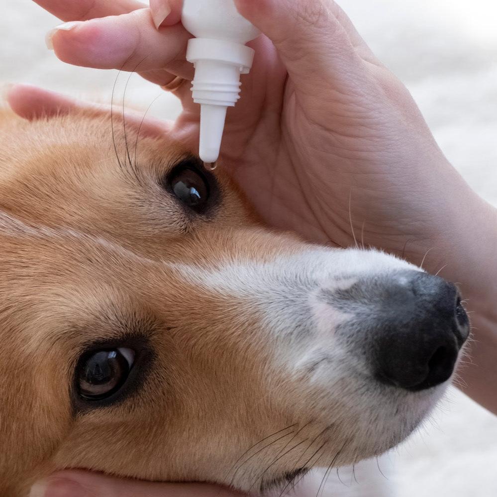 BuddyDrops Veterinarian Sample Pack